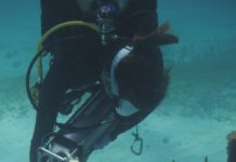 Wie lassen sich Korallenriffe retten: Gastvortrag