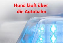 Hund läuft über die Autobahn