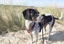 Urlaub mit Hund – TASSO e.V. gibt Tipps für die Reiseplanung