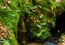 Exkursion zu Bachbewohnern im Projekt „Gefährdete Tierarten – Espèces en danger“