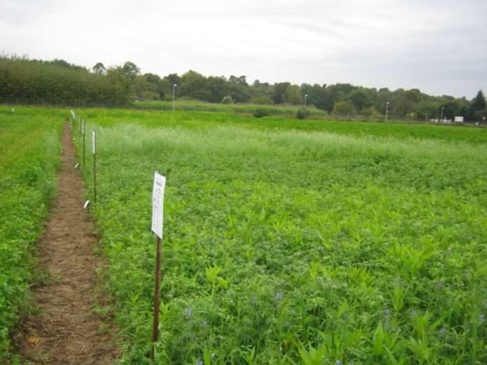 Zwischenfruchtversuch_kl