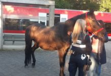 Entlaufenes Pferd im Bereich der Gartenschau eingefangen