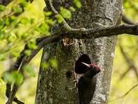 Artenschutz durch Vielfalt