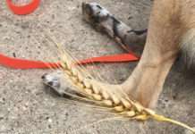 Grannen: Darauf sollten Tierhalter achten