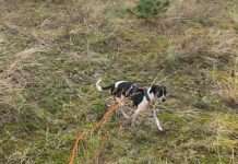 Kinoreihe AMERICA ON SCREEN startet am 19. August