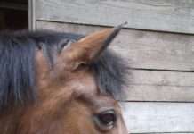 Bestes Raufutter und Stallklima – Fortbildung für Pferdehalter und Tierärzte im Hofgut Neumühle