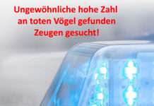 Ungewöhnliche hohe Zahl an toten Vögel gefunden