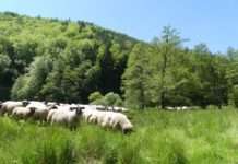 Osterzeit ist Lammzeit – Kulinarische Aktionswochen im Biosphärenreservat Pfälzerwald
