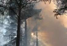 Hitzesommer birgt enorme Waldbrandgefahr – Stadt bittet Waldbesucher um erhöhte Aufmerksamkeit