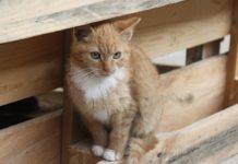 Weltkatzentag am 8. August 2022: So engagiert sich TASSO für den Katzenschutz