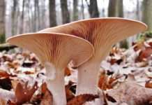 Die Pilze des Bienwalds – Fortbildung für Naturführende bei der Regioakademie