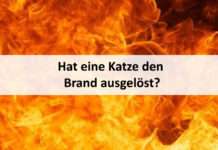 Hat eine Katze den Brand ausgelöst?