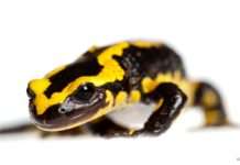 Natur aus ungewohntem Blickwinkel – Fotoausstellung in der Pfalzbibliothek