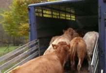 Handling und Transport von Nutztieren – Zwei Seminare im Hofgut Neumühle