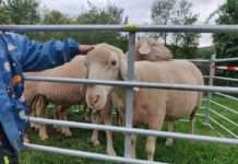 Lammfest fand große Resonanz – Donnersberger Lammwochen bis 3. Oktober