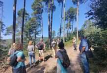 Alte Handwerkskunst, sprudelnde Quellen und Bäume im Klimawandel