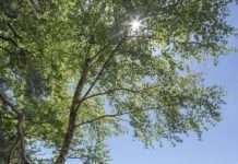 Wieviel Natur braucht der Mensch? – Wasgauer Gespräche am 07. Oktober im Biosphärenhaus