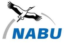 Nosferatuspinnen von Freiburg bis Rendsburg – auch in Kaiserslautern