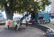 Stadtplatane: Saugbagger zum Schutz der Wurzeln im Einsatz