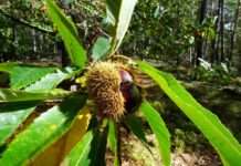 Wild und nachhaltig – Kulinarische Pfälzerwald-Wochen in 14 Partner-Restaurants