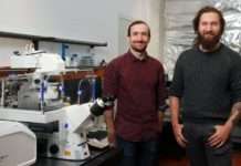 Erbgutschäden in der Leber und bessere Darmkrebs-Therapie: