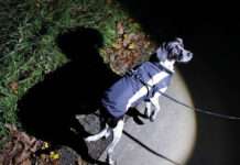 TASSO gibt Tipps für Spaziergänge in der dunklen Jahreszeit