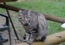 Die Tierschutzorganisation TASSO warnt davor, Katzen einfach zu behalten