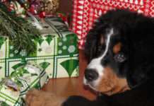 Erst unterm Weihnachtsbaum, dann im Tierheim