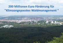 200 Millionen Euro Förderung für „Klimaangepasstes Waldmanagement „