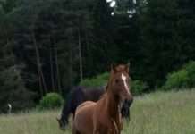 Sachkundenachweis für Pferdehalter – Noch Plätze frei im fünftägigen Seminar im Hofgut Neumühle