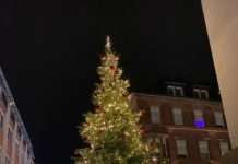 Weihnachtsbäume gesucht!