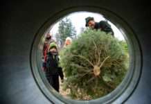 „Ä Tännsche, please!“ – Weihnachtsbäume aus der Pfalz