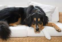 Der Tierarztbesuch wird teurer – Nicht an der Tiergesundheit sparen