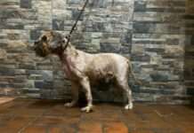 Kleines Weihnachtswunder – drei Hunde aus desolater Haltung befreit