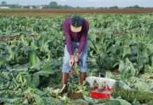 Qualitätsprüfung im Obst- und Gemüsebau