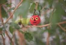 Figurentheater – „Gute Nacht, kleine Raupe!“