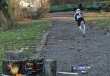 Trauriger Rekord: Weit mehr als 1.000 Tiere an Silvester entlaufen