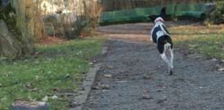 Trauriger Rekord: Weit mehr als 1.000 Tiere an Silvester entlaufen