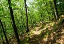 Partnerinnen und Partner des Biosphärenreservats Pfälzerwald präsentieren nachhaltige Angebote