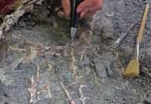 Saurierfund aus alten Zeiten – Vom Remigiusberg in die Präparationswerkstatt des Geoskops