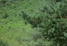 Mit vierbeinigen Landschaftspflegern in eine nachhaltige Zukunft