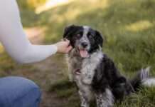 Kann ich mir ein Tier leisten? Finanzielle Absicherung ist unverzichtbar