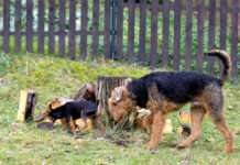 Ein Zeckenbiss kann tödlich enden – Vierbeiner richtig schützen