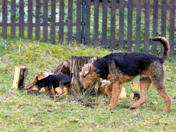pressemitteilung-zeckenbiss-kann-toedlich-enden-TASSO