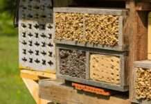 Die wilden Vettern von Biene Maja