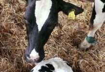 Neumühler Kälber-Praxistag – Auftakt zur Smart Calf Rearing Conference