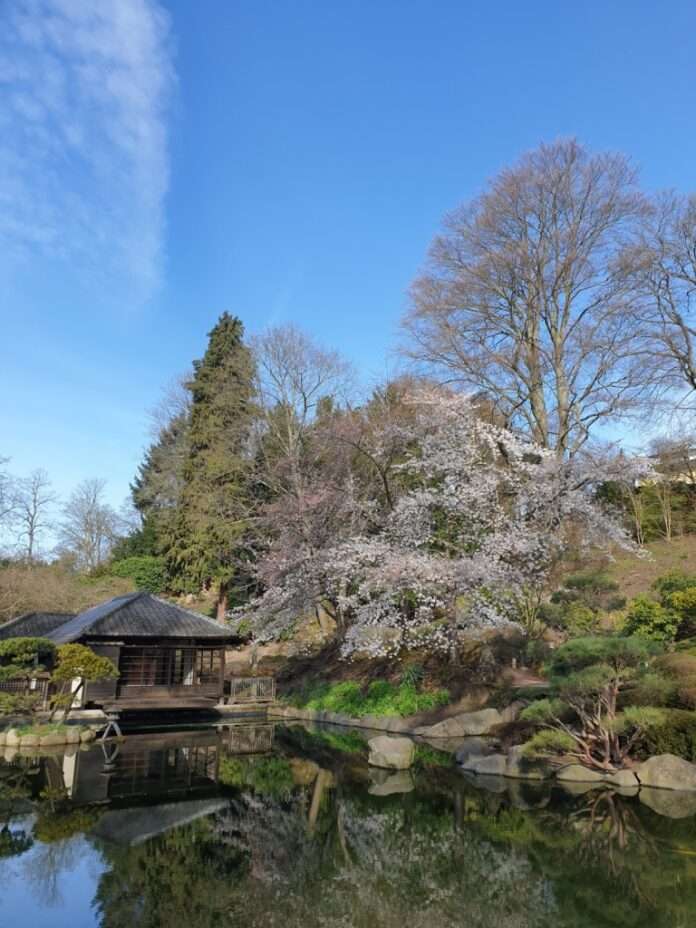 Kirschblüte 2023 RO