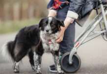 Zu alt für ein Tier? So einfach ist es nicht!