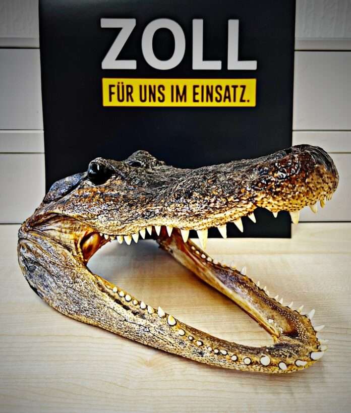 Alligatorkopf;Quelle: Hauptzollamt Saarbrücken