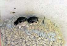 Mithilfe bei der Erfassung von Vögeln und Fledermäusen an Gebäuden erwünscht